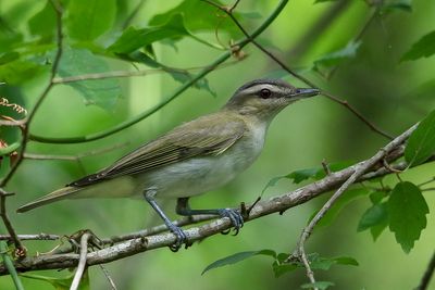Red-eyed Vireo