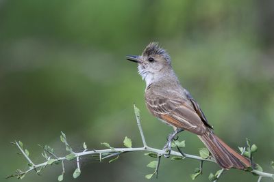 Ash-throated Flycatcher