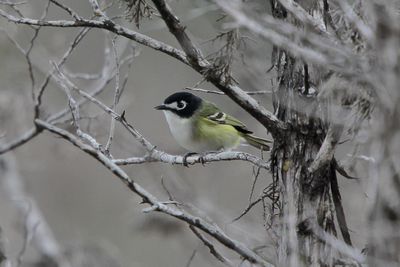 Blacks-capped Vireo