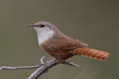 Canyon Wren