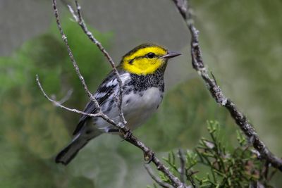 Favorites Birds & Animals