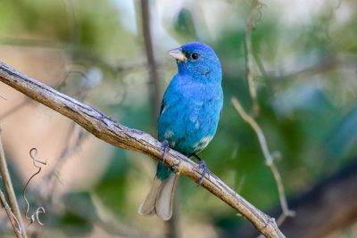 Indigo Bunting