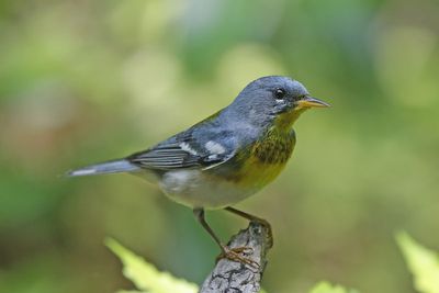 Northern Parula