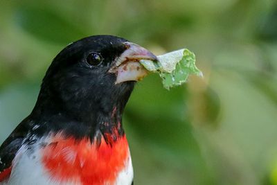 Rose-breasted Grosbeak