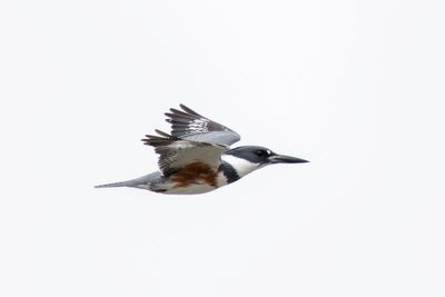 Belted Kingfisher