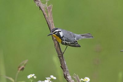 Yellow-throated Warbler