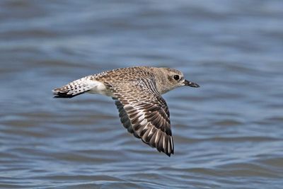 Black-bellied Plover