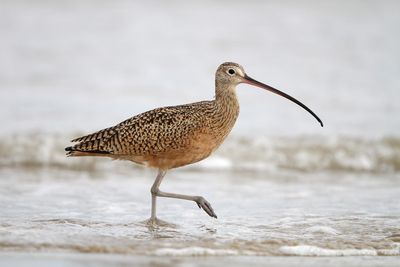 Long-billed Curlew