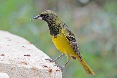 Scott's Oriole
