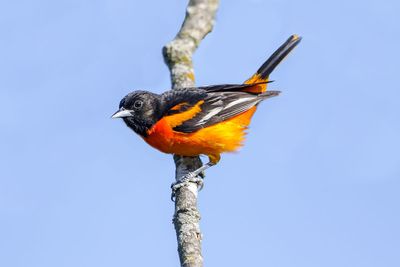 USA Wildlife