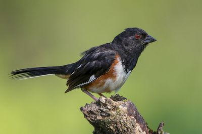 Eastern Towhee