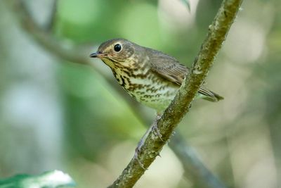 Swainson's Thrush
