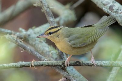 Worm-eating Warbler