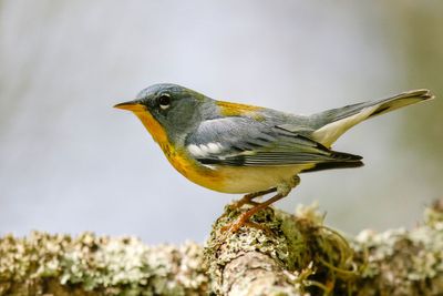 Northern Parula
