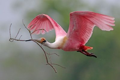 Roseate Spoonbill