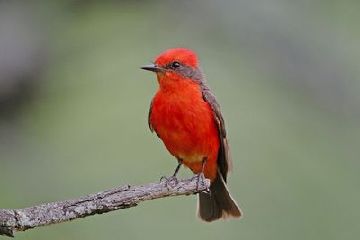 Vermilion Flycatcher