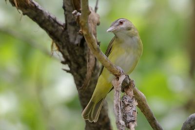 Yellow Green Vireo