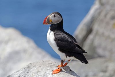 Atlantic Puffin