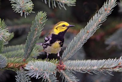 Black-throated Green Warbler
