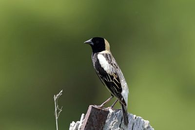 Bobolink