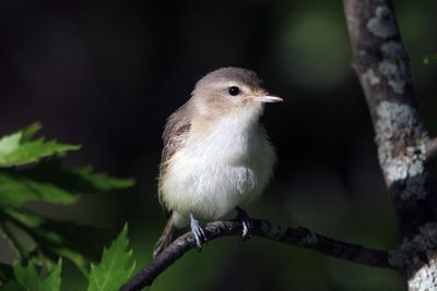 Warbling Vireo