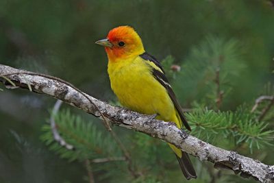 Western Tanager
