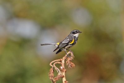 Yellow-rumped Warbler