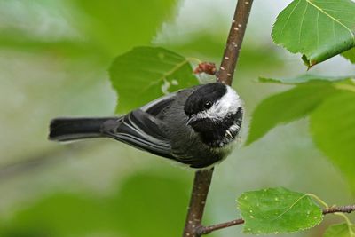 Black-capped Chickadee