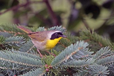 Common Yellowthroat