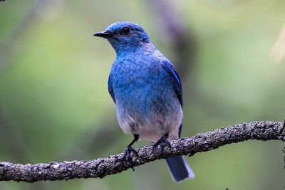 Mountain Bluebird