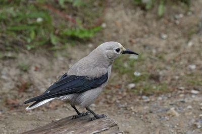 Clark's Nutcracker
