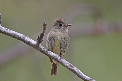 Dusky Flycatcher