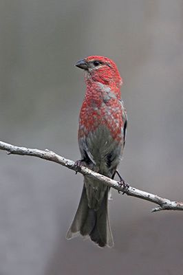 Pine Grosbeak