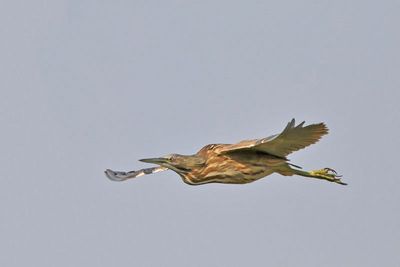 American Bittern