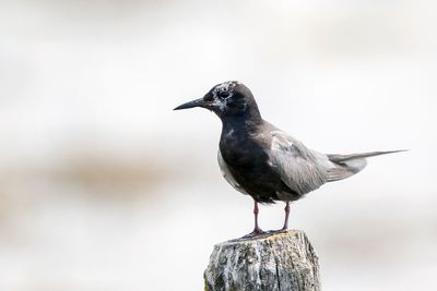 Black Tern