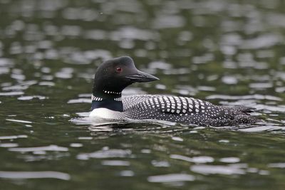 Common Loon