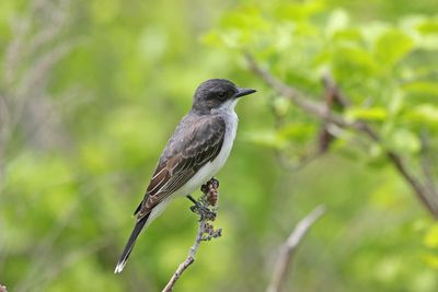 Eastern Kingbird