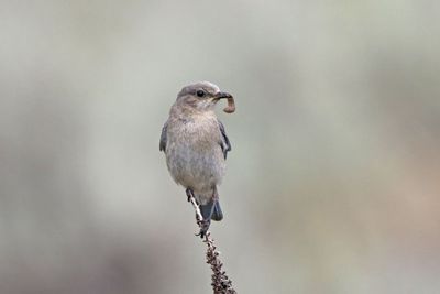 Mountain Bluebird