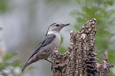 White breasted Nuthatch