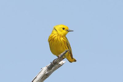 Yellow Warbler