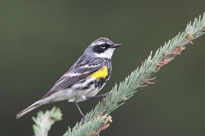 Canadian Wildlife