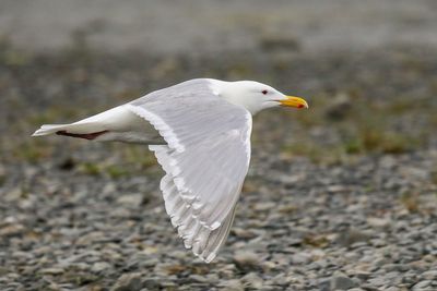 Glaucous-winged Gull