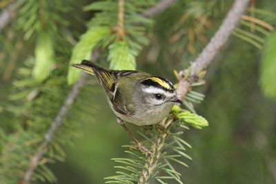 Golden-crowned Kinglet