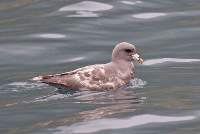 Northern Fulmar