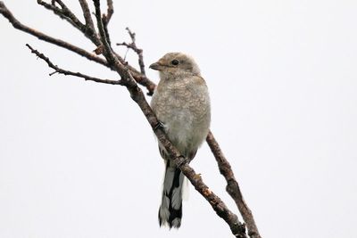 Northern Shrike