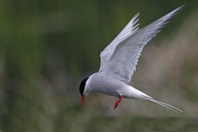 Arctic Tern