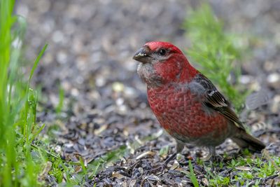 Pine Grosbeak