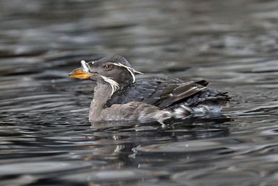 Rhinoceros Auklet