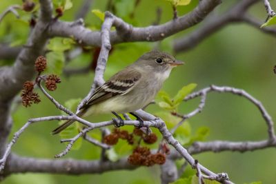 Alders Flycatcher