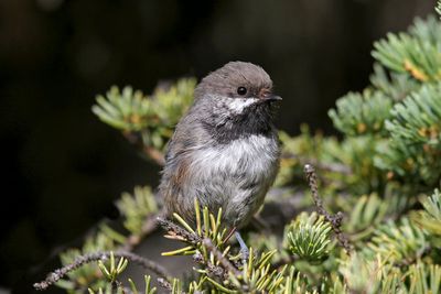 Boreal Chickadee